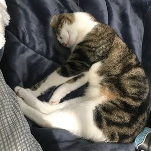 Meet your Posher, Molly